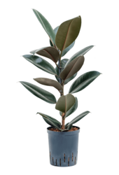 Wasserpflanze Ficus Elastica Abidjan