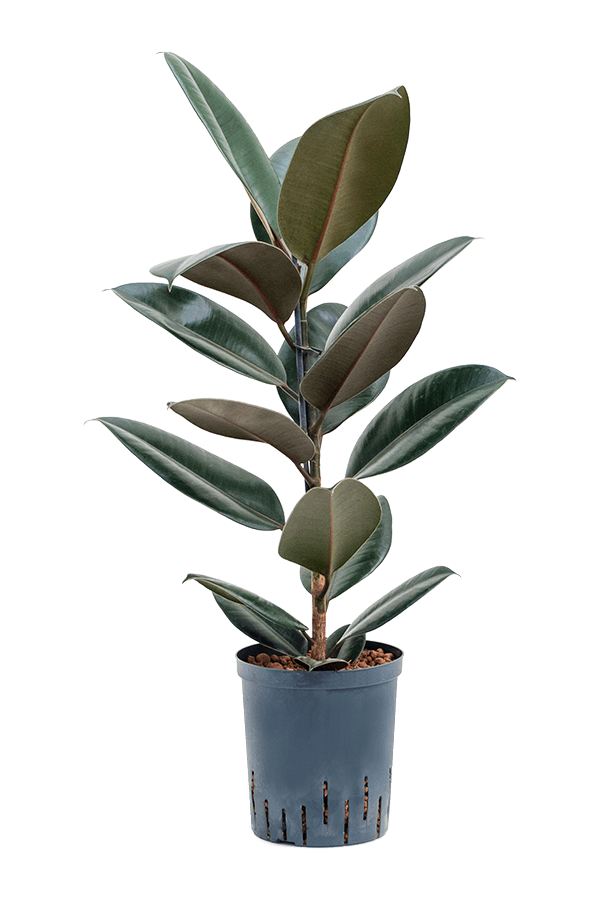 Wasserpflanze Ficus Elastica Abidjan