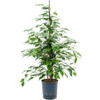 Wasserpflanze Ficus Benjamina Danita