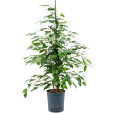 Wasserpflanze Ficus