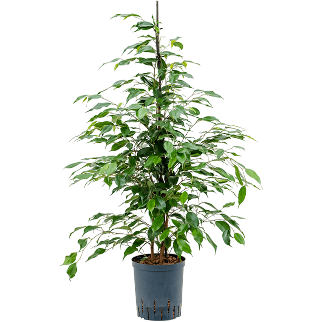 Wasserpflanze Ficus Benjamina Danita