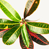Wasserpflanze Croton (Codiaeum) Variegatum Mrs. Iceton
