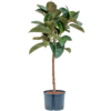 Wasserpflanze Ficus Elastica Robusta