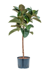 Wasserpflanze Ficus Elastica Robusta