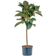 Wasserpflanze Ficus Elastica