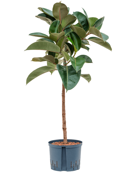 Wasserpflanze Ficus Elastica