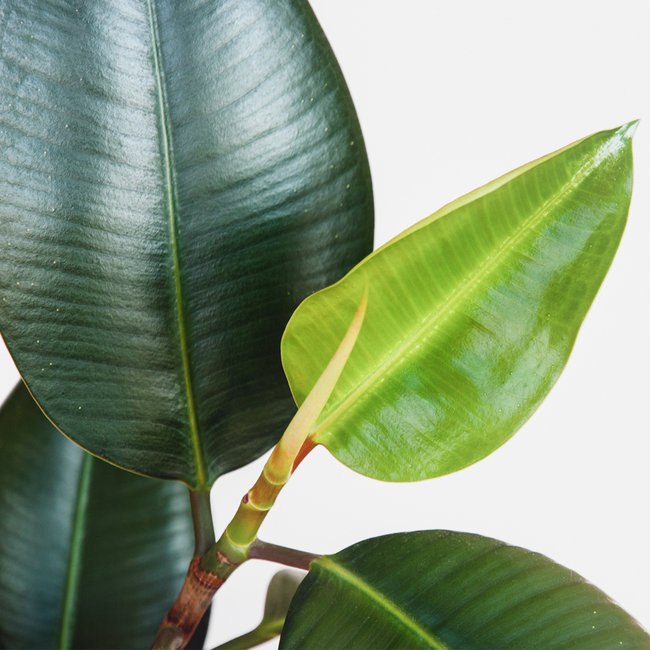 Wasserpflanze Ficus Elastica Robusta