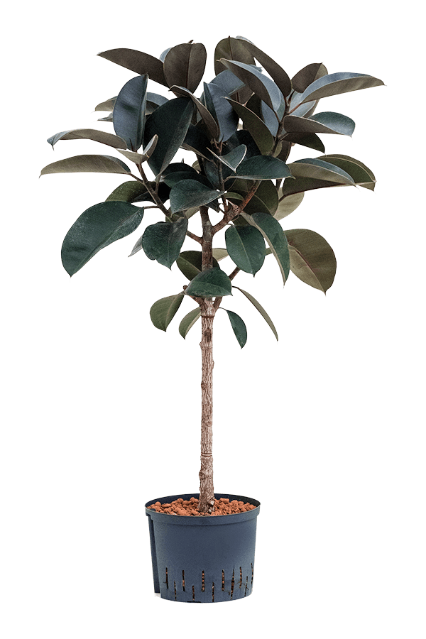 Wasserpflanze Ficus Elastica Abidjan
