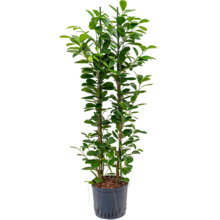 Wasserpflanze Ficus