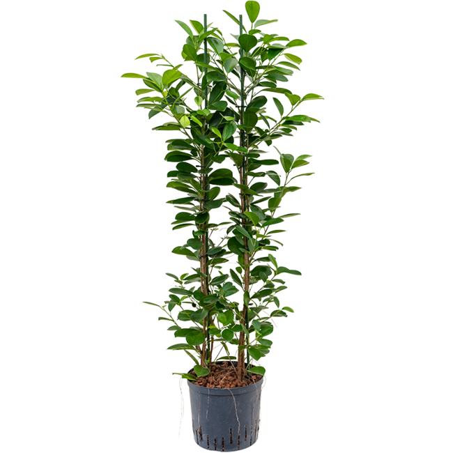 Wasserpflanze Ficus Microcarpa Moclame