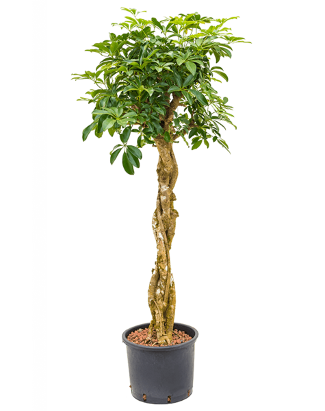 Wasserkraftwerk Schefflera