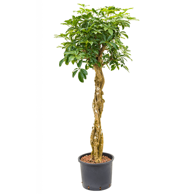 Wasserpflanze Schefflera Arboricola Compacta