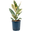 Wasserpflanze Ficus Elastica Tineke