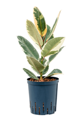 Wasserpflanze Ficus Elastica Tineke