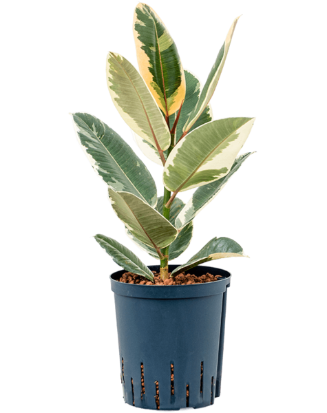 Wasserpflanze Ficus