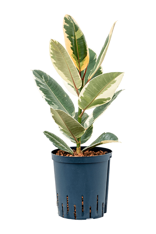 Wasserpflanze Ficus Elastica Tineke