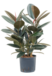 Wasserpflanze Ficus Elastica Abidjan