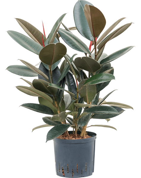 Wasserpflanze Ficus