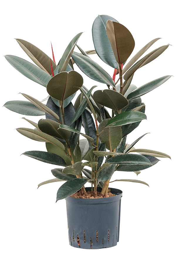 Wasserpflanze Ficus Elastica Abidjan