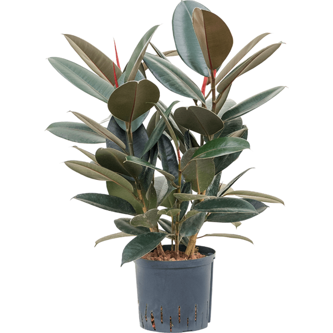 Wasserpflanze Ficus Elastica Abidjan