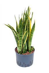 Wasserpflanze Sansevieria Trifasciata Laurentii
