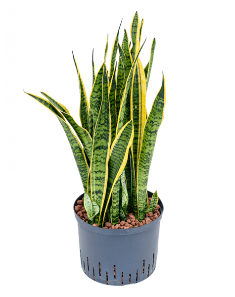 Wasserpflanze Sansevieria