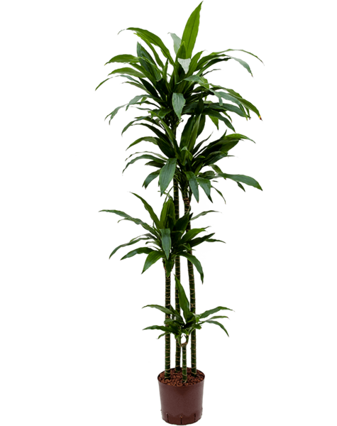 Wasserpflanze Dracaena