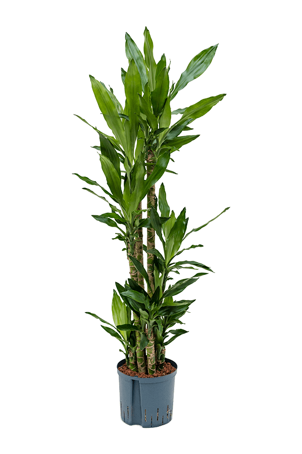 Wasserpflanze Dracaena Fragrans Burundii
