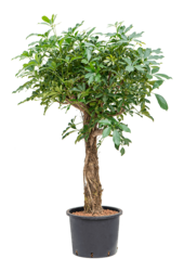 Wasserpflanze Schefflera Arboricola Compacta