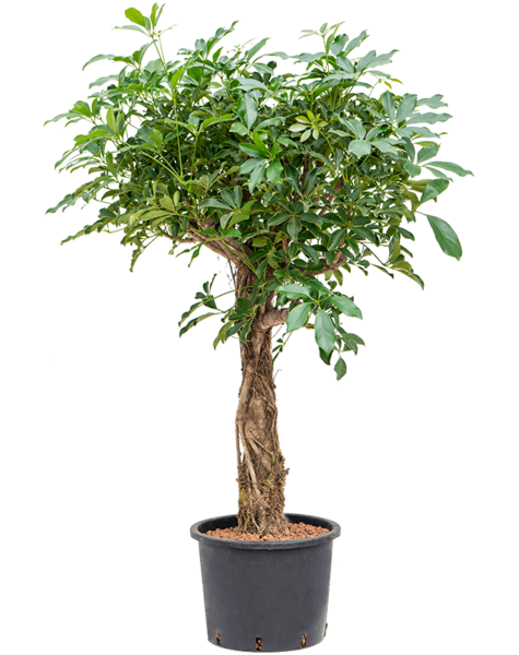 Wasserkraftwerk Schefflera