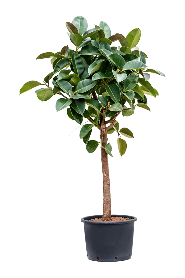 Wasserpflanze Ficus Elastica Robusta