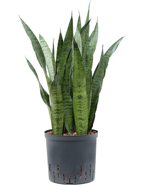 Wasserpflanze Sansevieria