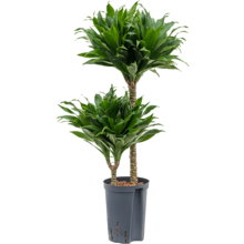 Wasserpflanze Dracaena