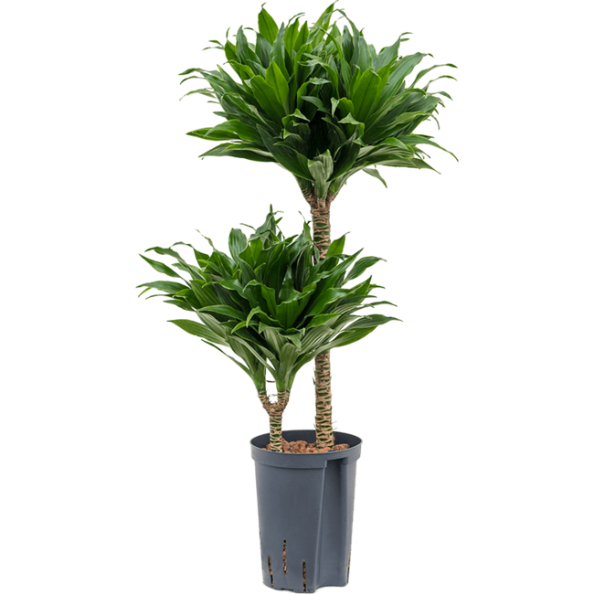 Wasserpflanze Dracaena Fragrans Compacta