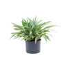 Wasserpflanze Dracaena Deremensis White Stripe