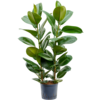 Wasserpflanze Ficus Elastica Robusta