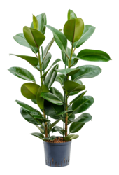 Wasserpflanze Ficus Elastica Robusta