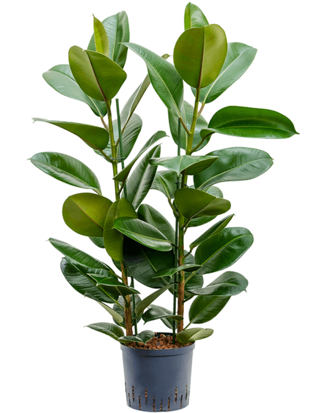 Wasserpflanze Ficus