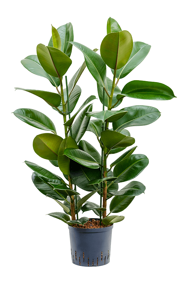 Wasserpflanze Ficus Elastica Robusta