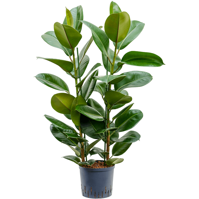 Wasserpflanze Ficus Elastica Robusta
