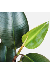 Wasserpflanze Ficus Elastica Robusta
