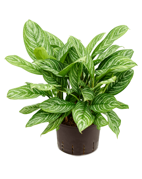 Wasserpflanze Aglaonema