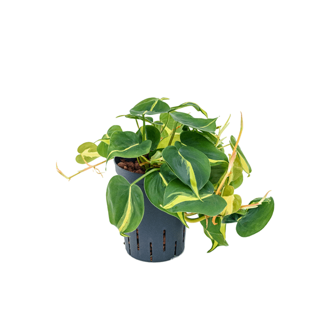 Wasserpflanze Philodendron Scandens Brasil