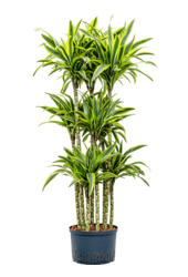 Wasserpflanze Dracaena Fragrans Zitrone-Limette