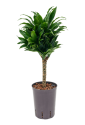 Wasserpflanze Dracaena Fragrans Compacta