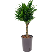 Wasserpflanze Dracaena