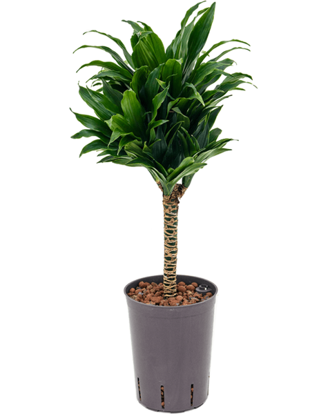 Wasserpflanze Dracaena