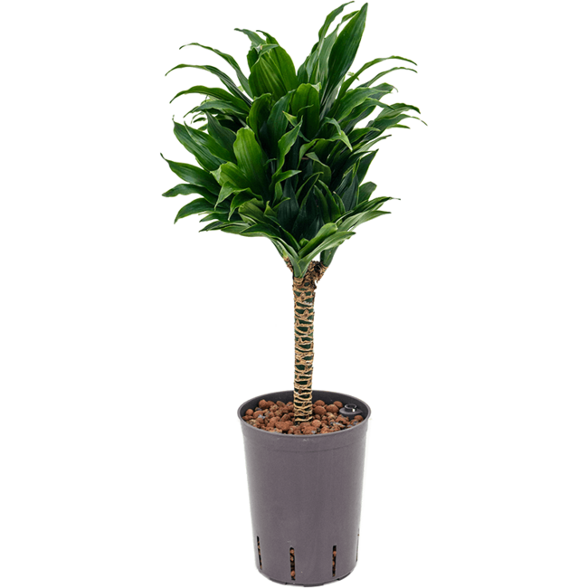 Wasserpflanze Dracaena Fragrans Compacta