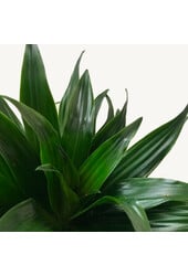 Wasserpflanze Dracaena Fragrans Compacta