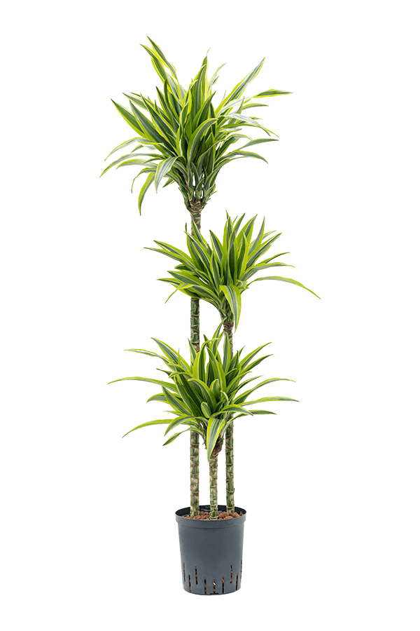 Wasserpflanze Dracaena Fragrans Zitrone-Limette